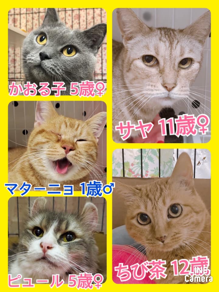 🐾今日の里親様募集中ニャンコ🐱メンバーです🐾2020,12,11